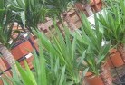 Karcultabyplant-nursery-10.jpg; ?>