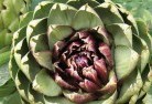 Karcultabyplant-nursery-1.jpg; ?>