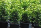 Karcultabyplant-nursery-24.jpg; ?>